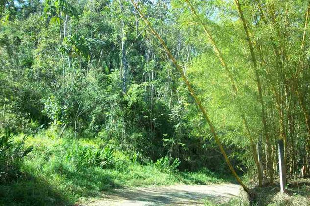 Terreno para Venda Santa Isabel / SP