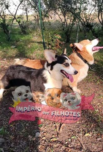 Temos Corgi Pembroke