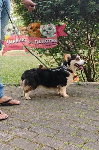 Vende-se Corgi Pembroke