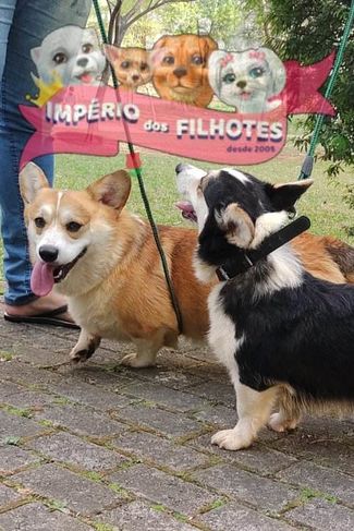 Vende-se Corgi Pembroke