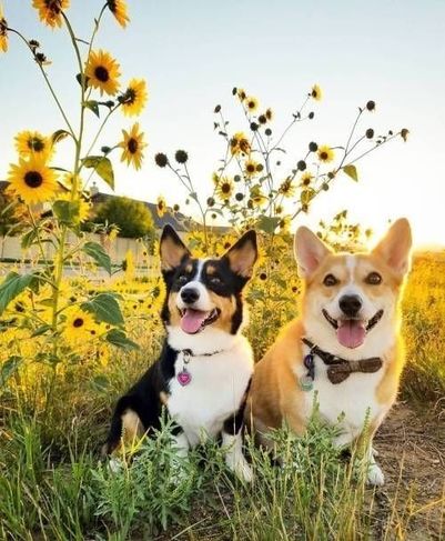 Vende-se Welsh Corgi Pembroke