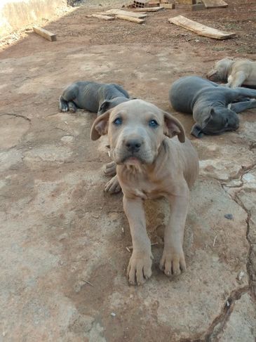 Vendo Filhotes de Pittbul Bluenose com Pittmonster