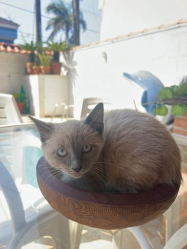 Filhotes Russian Blue Point no Rio de Janeiro