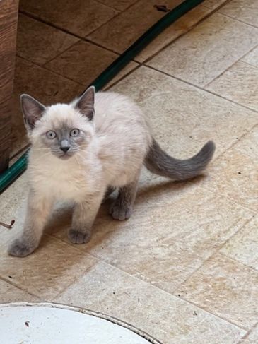 Filhotes Russian Blue Point no Rio de Janeiro