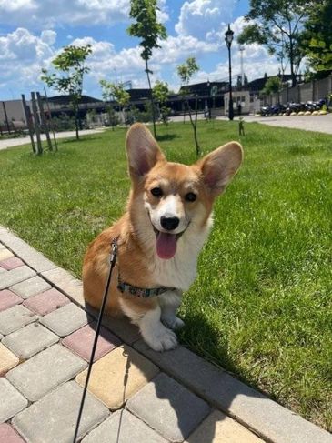 Vende-se Corgi Pembroke