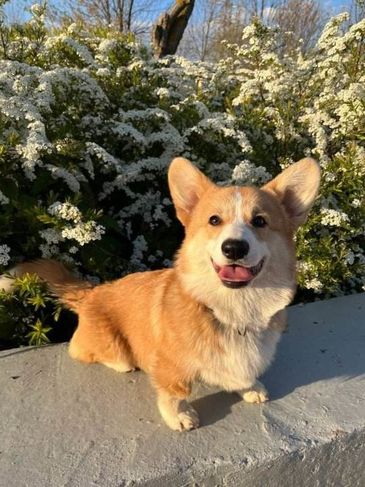 Aqui Tem Corgi Pembroke Puro