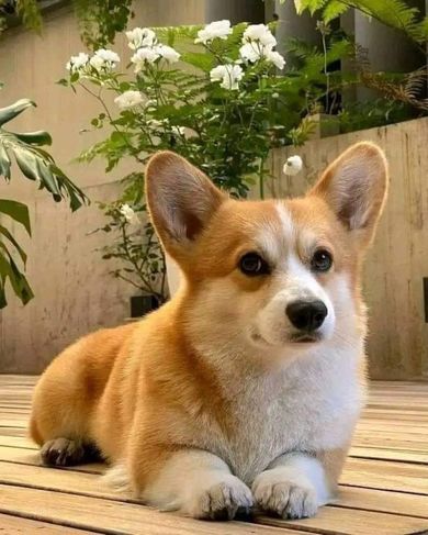 Amor Real de Corgi Pembroke