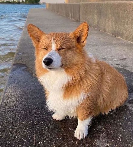 Welsh Corgi Pembroke com Pedigree Raça Pura