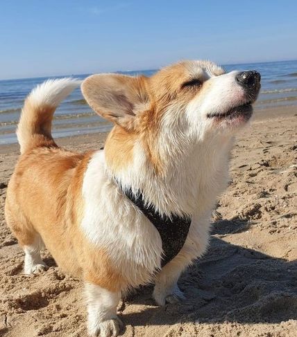 Vende-se Corgi Pembroke