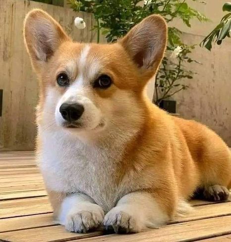 Venda de Welsh Corgi