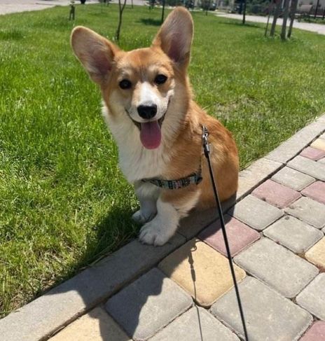 Filhotes de Corgi Pembroke