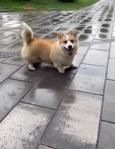 Corgi Pembroke