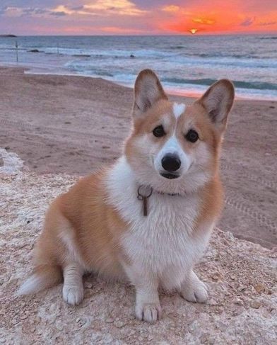 Filhotes de Corgi