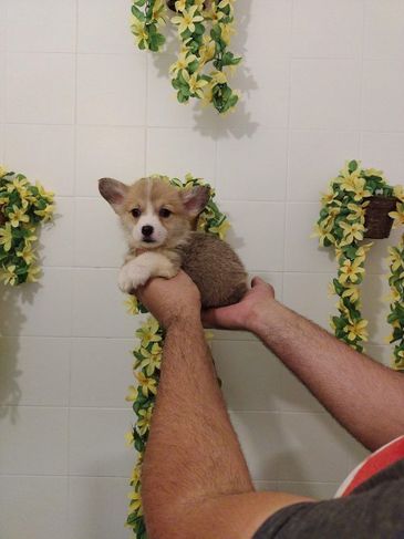 Filhotes de Corgi