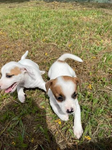 Renata Filhotes:sua Melhor Opção em Cães de Raça