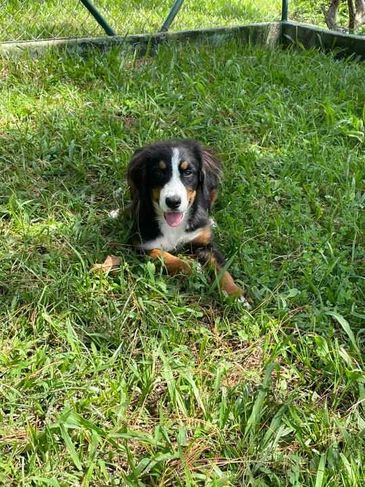 Renata Filhotes:sua Melhor Opção em Cães de Raça