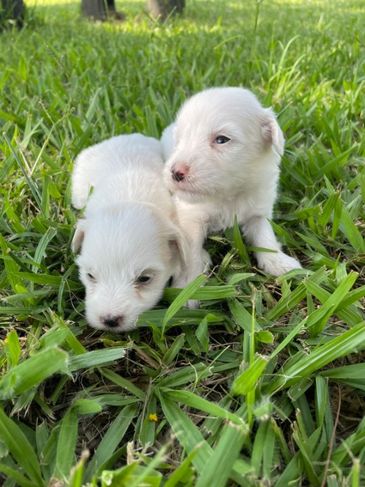 Renata Filhotes:sua Melhor Opção em Cães de Raça.consulte-nos