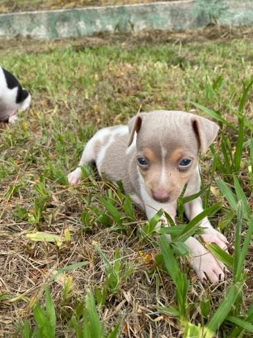 Renata Filhotes:sua Melhor Opção em Cães de Raça.consulte-nos