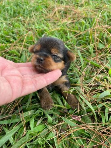 Renata Filhotes:sua Melhor Opção em Cães de Raça.consulte-nos