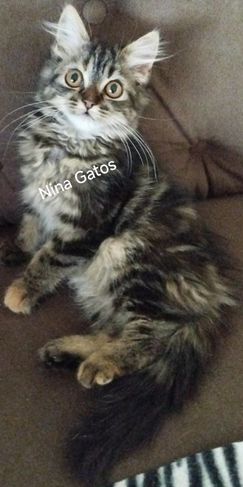 Gato da Floresta Siberiano com Pedigree