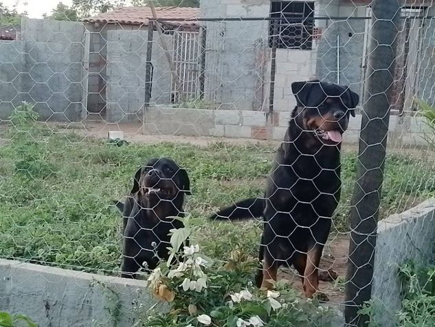 Chácara em Senhor do Bonfim BA