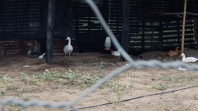 Chácara na Umburana, em Senhor do Bonfim BA