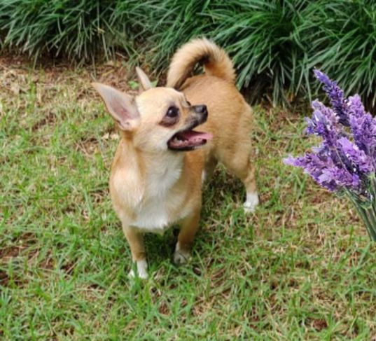Chihuahua Ofertão
