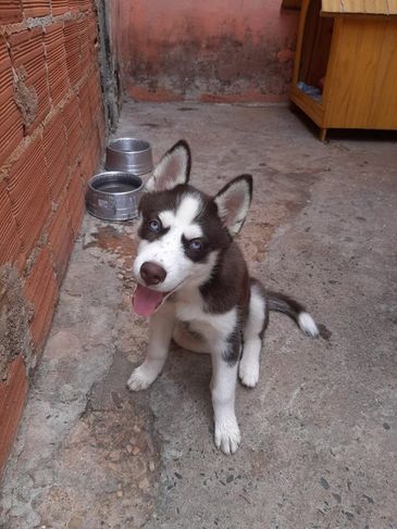 Filhote de Husky Siberiano Fêmea