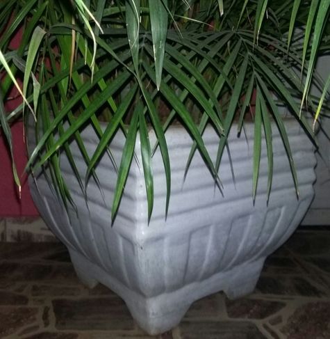 Coqueiro com Vaso de Cerâmica