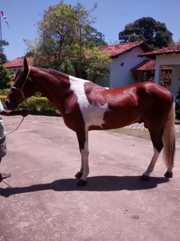 Cavalo Pampa