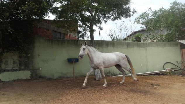 Cavalo Mangalarga Marcha Picada