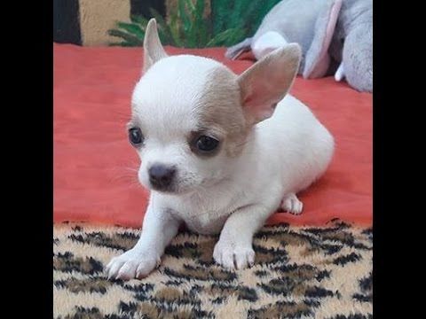 Chihuahua pelo Curto