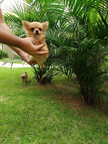 Chihuahua Pêlo Longo à Venda