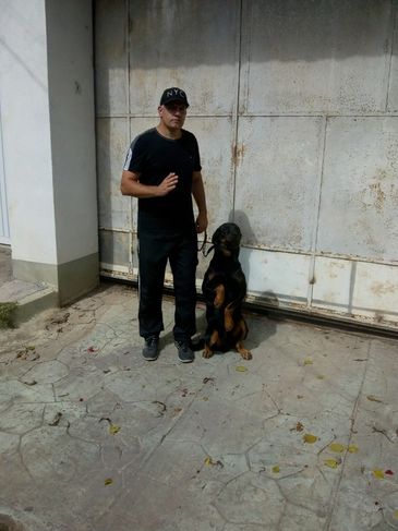 Adestramento de Cães a Domicílio