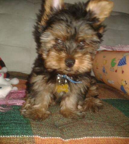 Yorkshire Terrier Pequeno