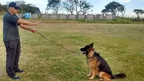 Adestramento de Cães a Domicílio