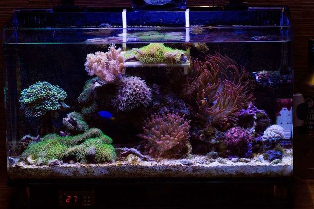 Aquario Nano Reef 60l