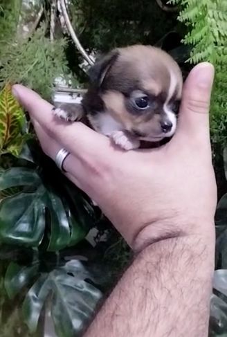Filhotes de Chihuahuas à Venda