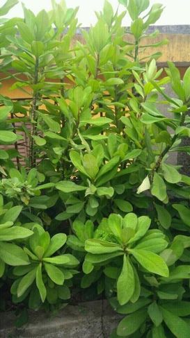Muda de Planta Janaúba (synadenium Grantti) - Medicinal