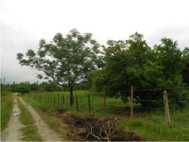 Terreno Ideal para Sítio em Agro-brasil-caetano Imoves