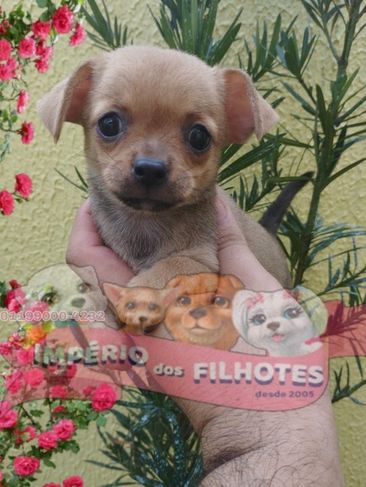 Vende-se Chihuahuas