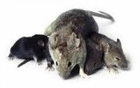 Dedetização Ratos,baratas,formigás Acertpragas