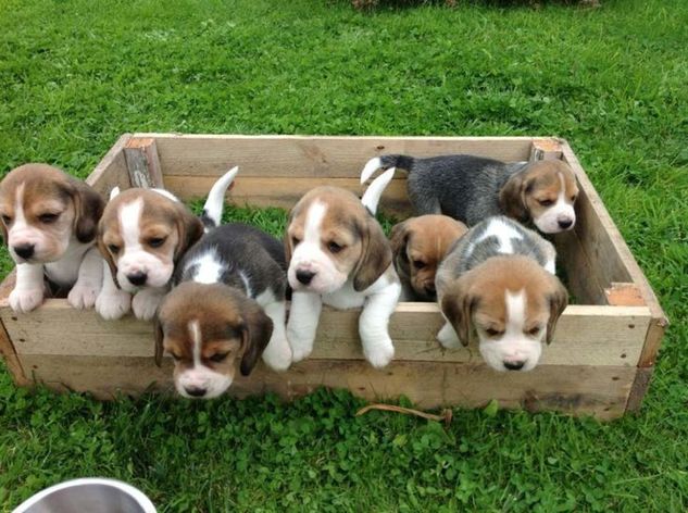 Filhotes Amorosos de Beagle