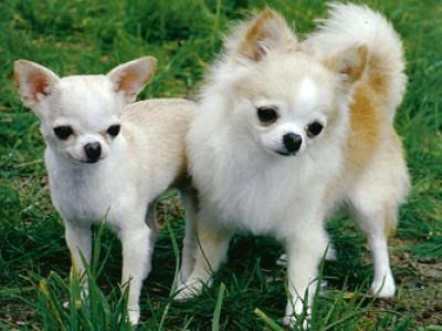 Chihuahua pelo Longo