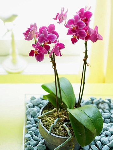 Orquídeas e Bromelias