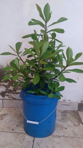Planta Janaúba Medicinal (synadenium Grantii) com 80 Cm de Altura