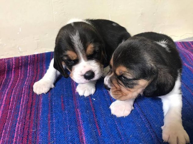 Nossos Mini Beagles Nasceram e Estão Lindos.conheça Nosso Trabalho