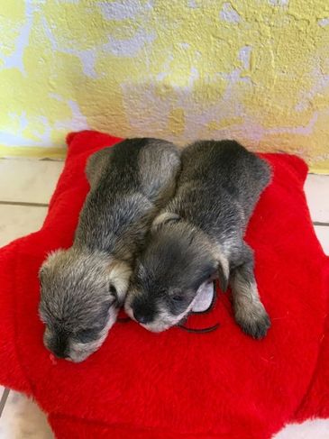 Filhotes de Mini Schnauzers à Venda.cães Criados por Veterinária