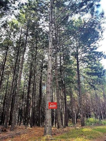 Fazenda e Floresta de Pinus a Venda em Paraibuna-sp