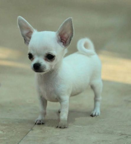 Vende-se Filhotes de Chihuahua
